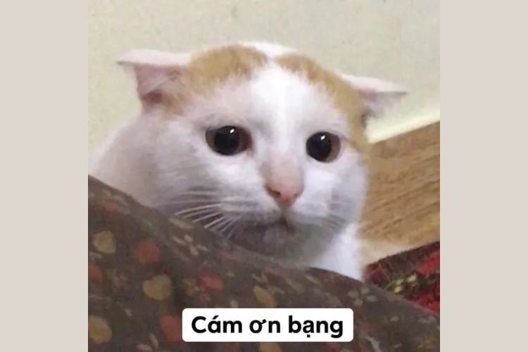 meme cảm ơn-9.jpg