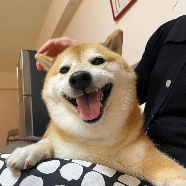 meme chó Shiba-22.jpg
