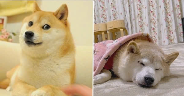 meme chó Shiba-24.jpg
