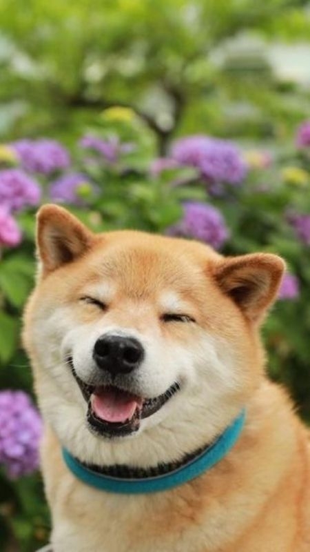 meme chó cười hình 14