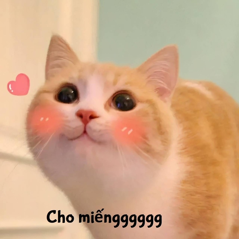 Meme cute có chữ ảnh 14