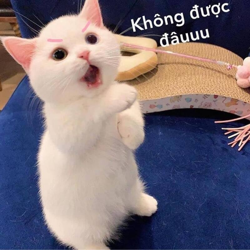 Meme cute có chữ ảnh 18