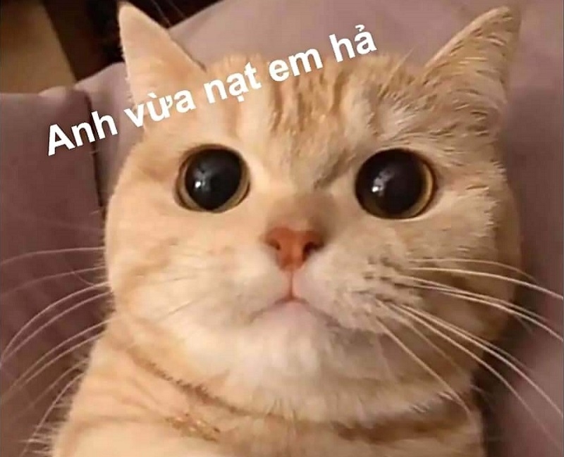 Meme cute có chữ ảnh 1