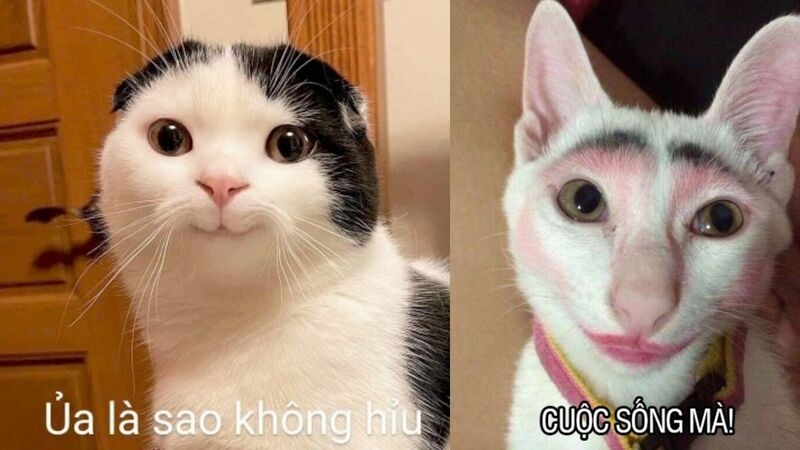 Meme cute có chữ ảnh 20