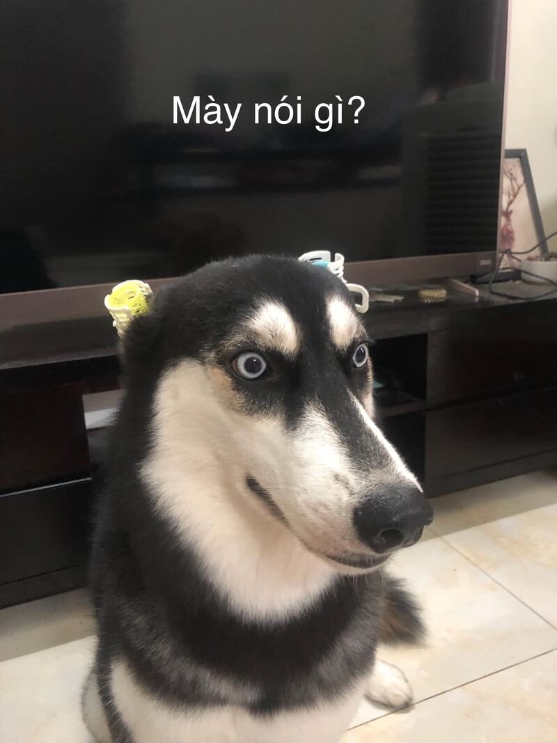 Meme cute có chữ ảnh 25