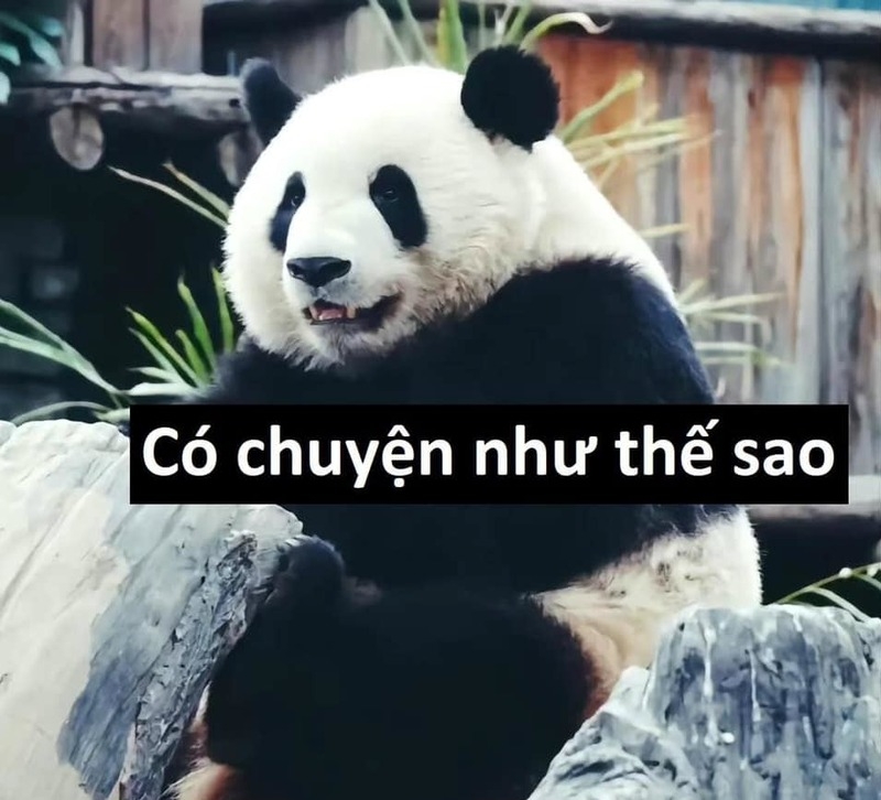 Meme cute có chữ ảnh 38