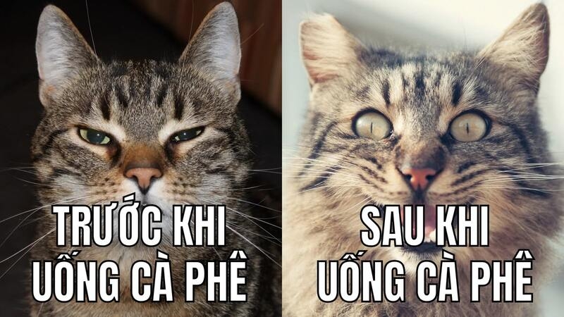 Meme cute có chữ ảnh 5