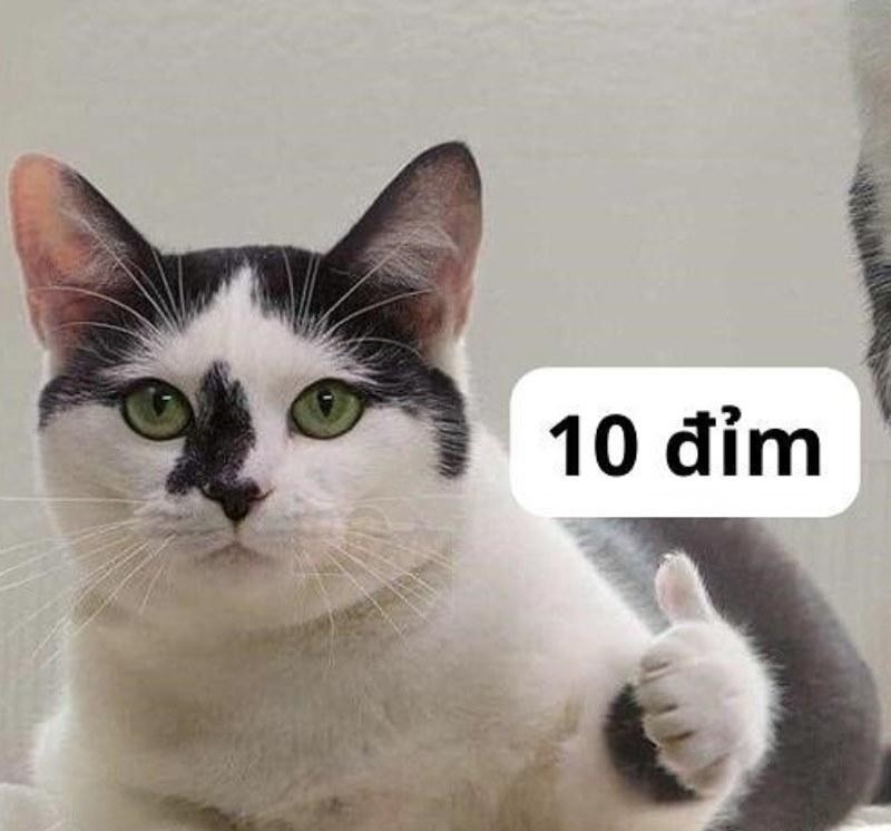meme đánh giá (ảnh 14)