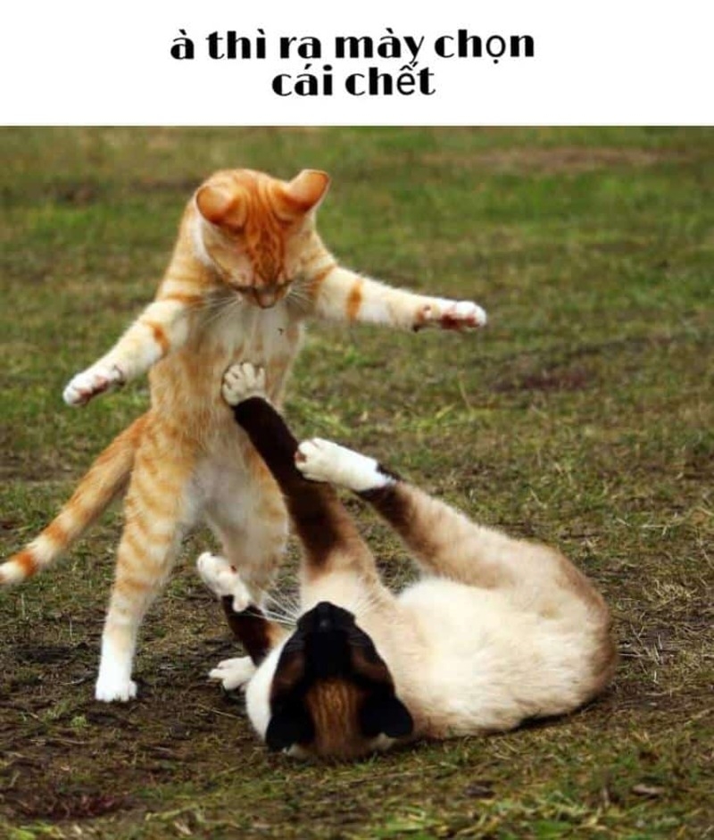 Bộ sưu tập meme đánh nhau, meme mèo đánh nhau hài hước, vui nhộn