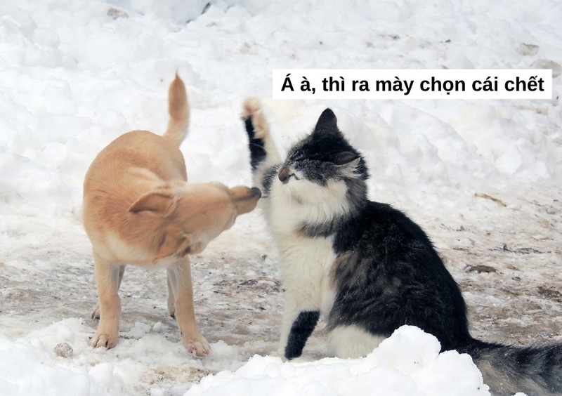 Meme đánh nhau ảnh 18