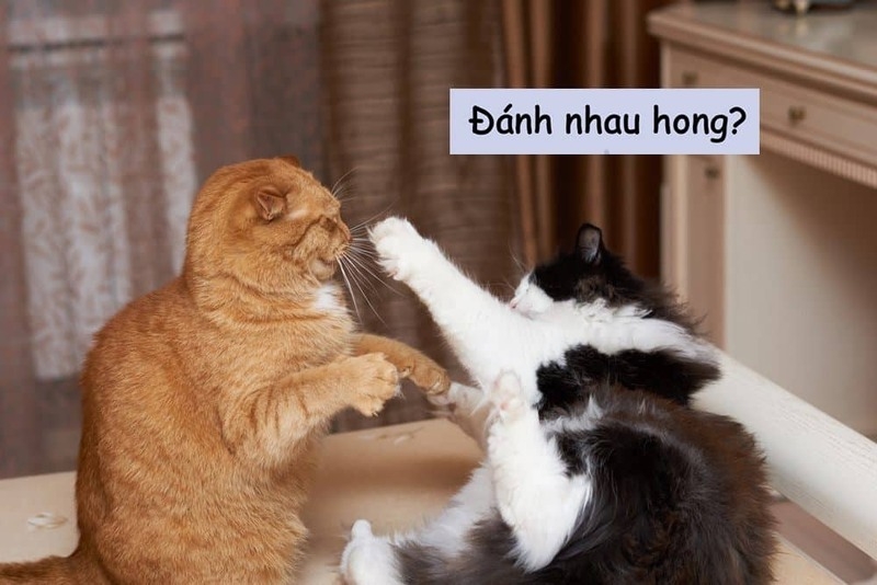 Meme đánh nhau ảnh 5