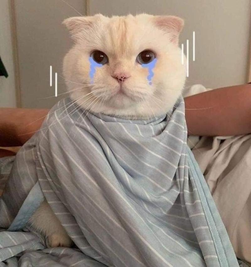 Meme dỗi ảnh 13