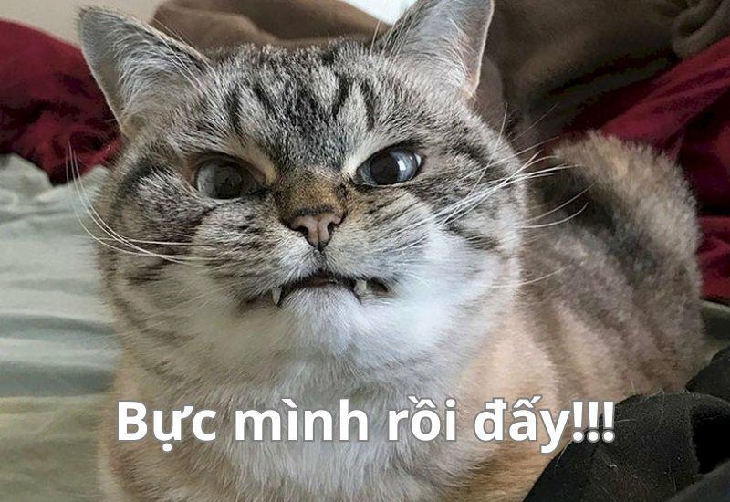 Meme dỗi ảnh 17