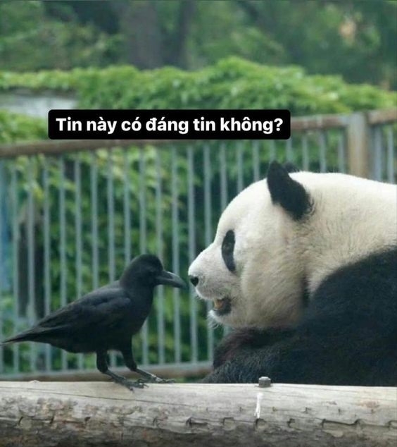 Loạt ảnh meme gấu trúc mà bạn không nên bỏ lỡ