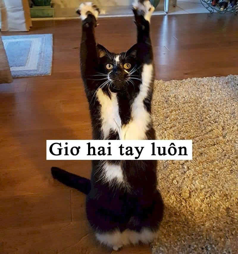 meme giơ tay-5.jpg