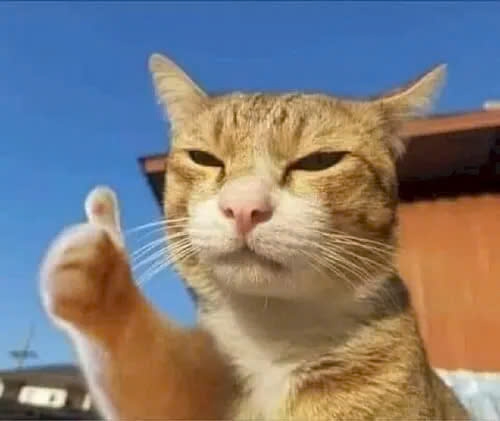 meme giơ tay-8.jpg
