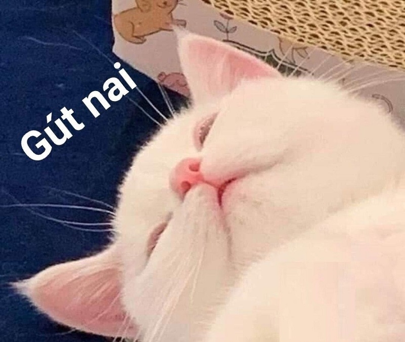 Meme ngủ ảnh 14