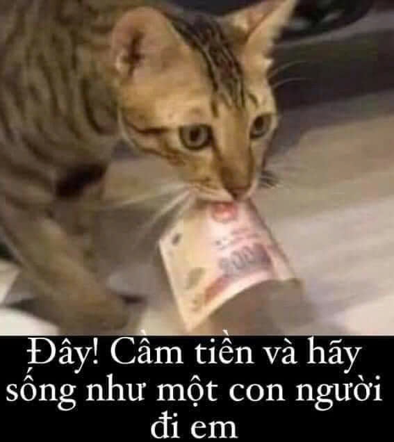 meme tiền-12.jpg