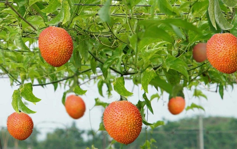 mẹo bảo quản gấc 1