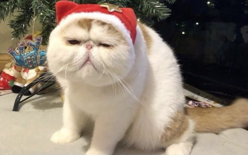 mèo noel meme (ảnh 10)