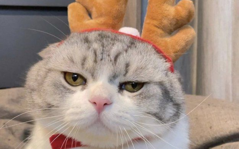 mèo noel meme (ảnh 11)