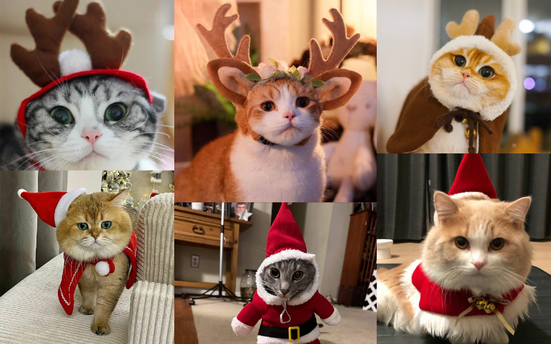 mèo noel meme (ảnh 12)