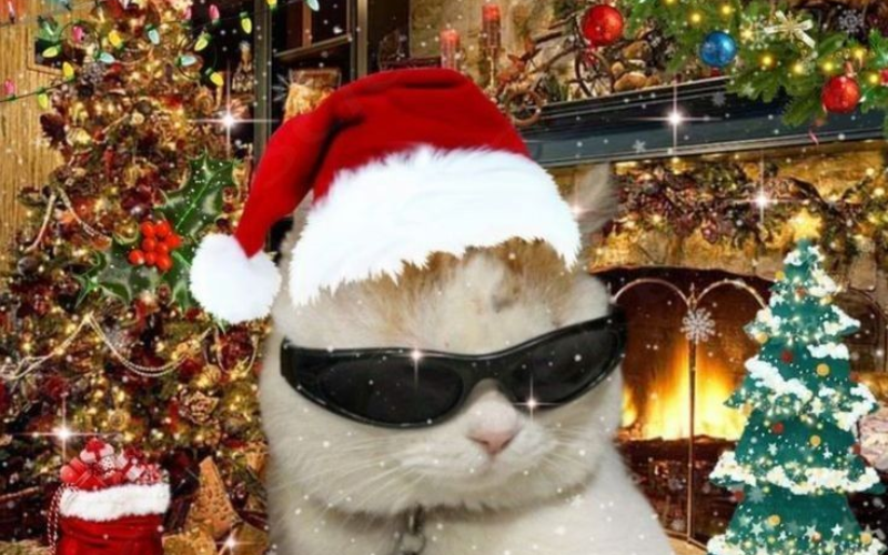 mèo noel meme (ảnh 1)
