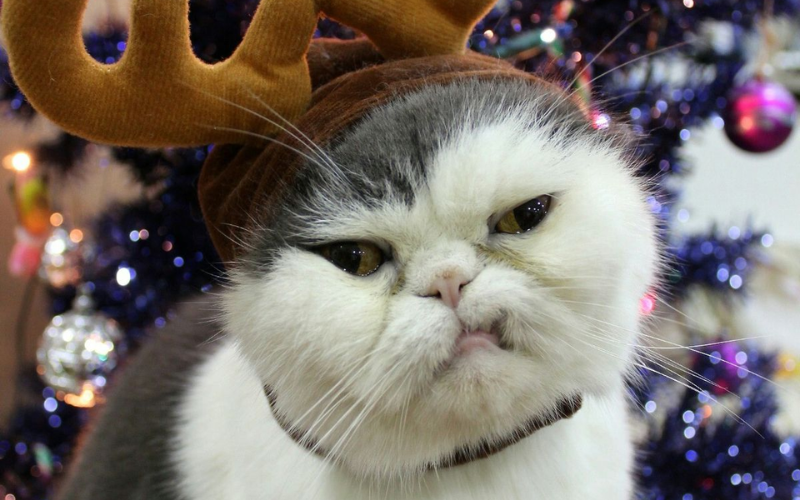 mèo noel meme (ảnh 9)