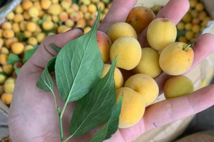 Lựa chọn mơ để làm xí muội