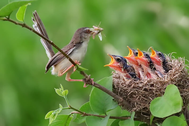 Môi trường sống là gì? (hình 4)