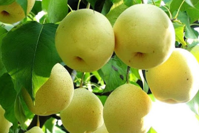 Một quả lê bao nhiêu calo? (hình 2)