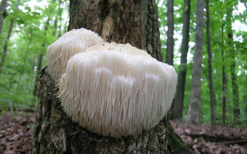 Nấm bờm sư tử là gì