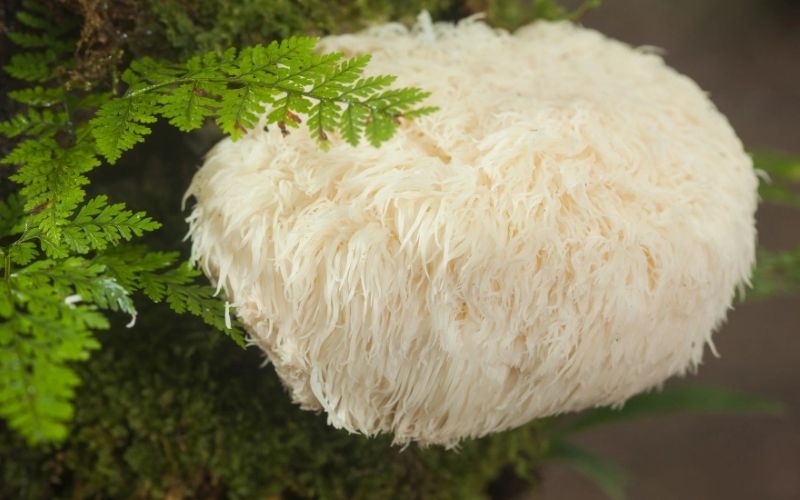 Thành phần dinh dưỡng của nấm bờm sư tử