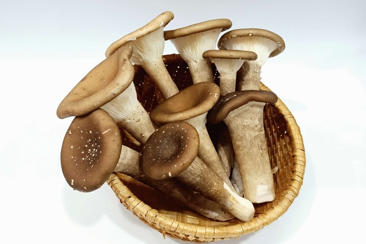 nấm chân dài 1