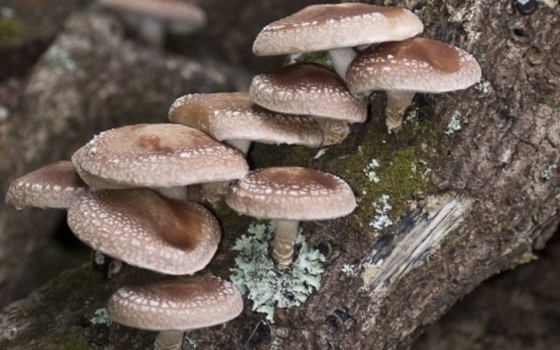 Tìm hiểu chung về nấm hương (nấm đông cô)