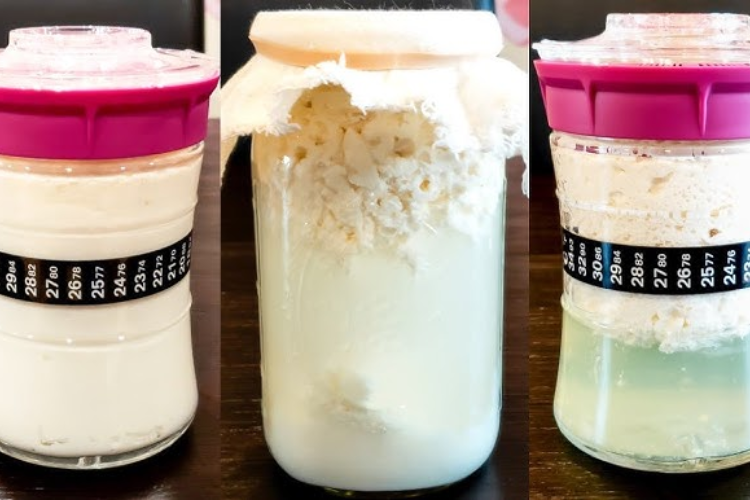 nấm kefir 2