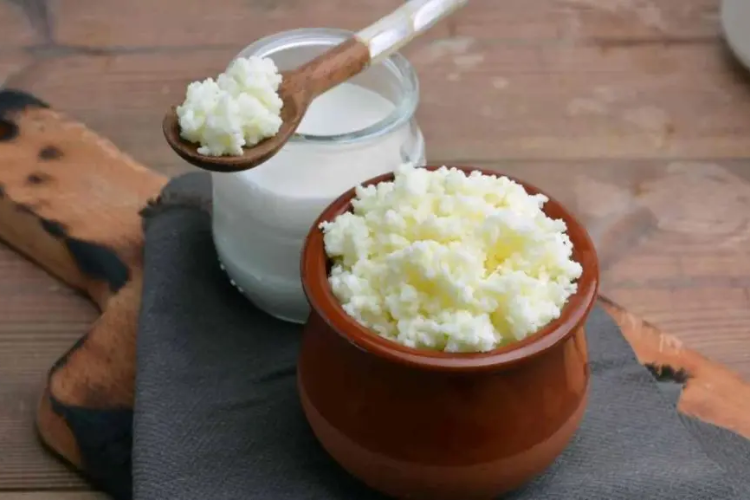 nấm kefir 3