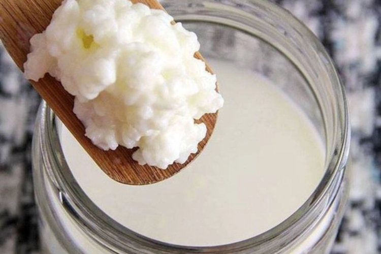 nấm kefir 1