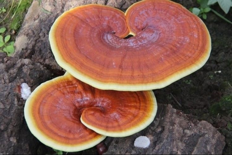nấm linh chi vàng 4