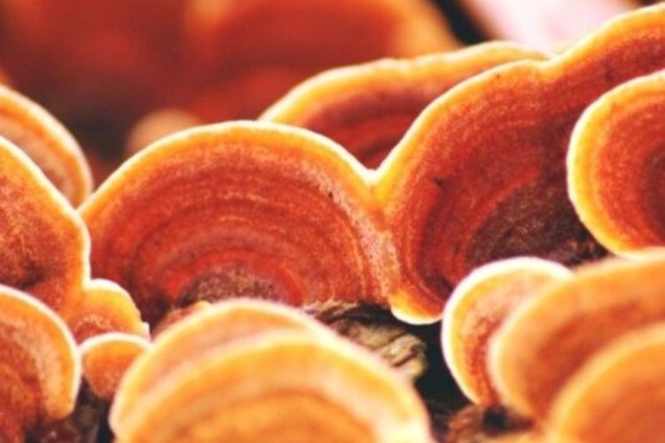 nấm linh chi vàng 2