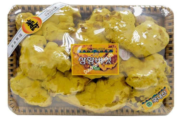 nấm linh chi vàng 3