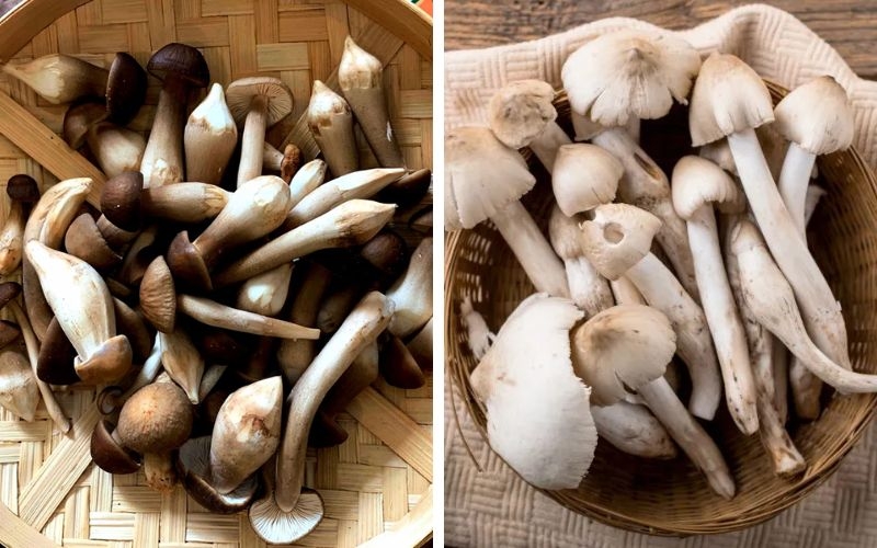 So sánh nấm mối đen và nấm mối trắng