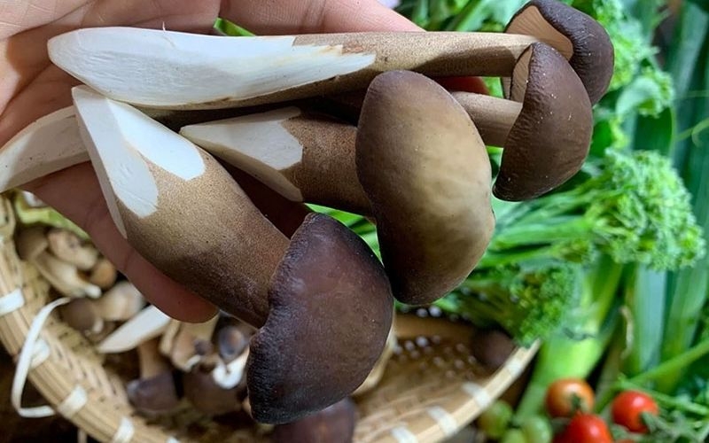 Lợi ích sức khỏe của nấm mối đen