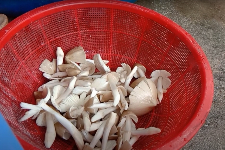 nấm mối xào thịt gà (1).jpg