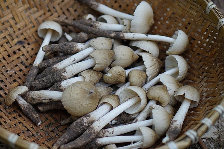 nấm mối xào thịt gà (8).jpg
