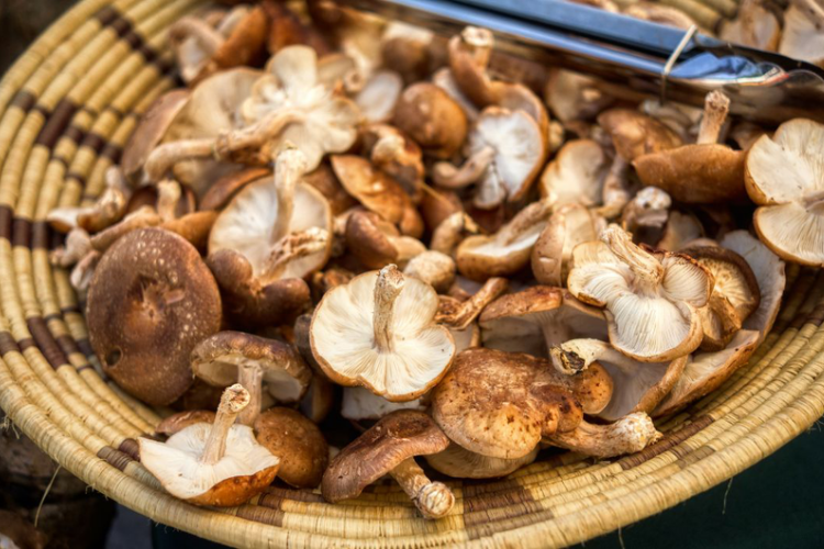 Nấm Shiitake 6
