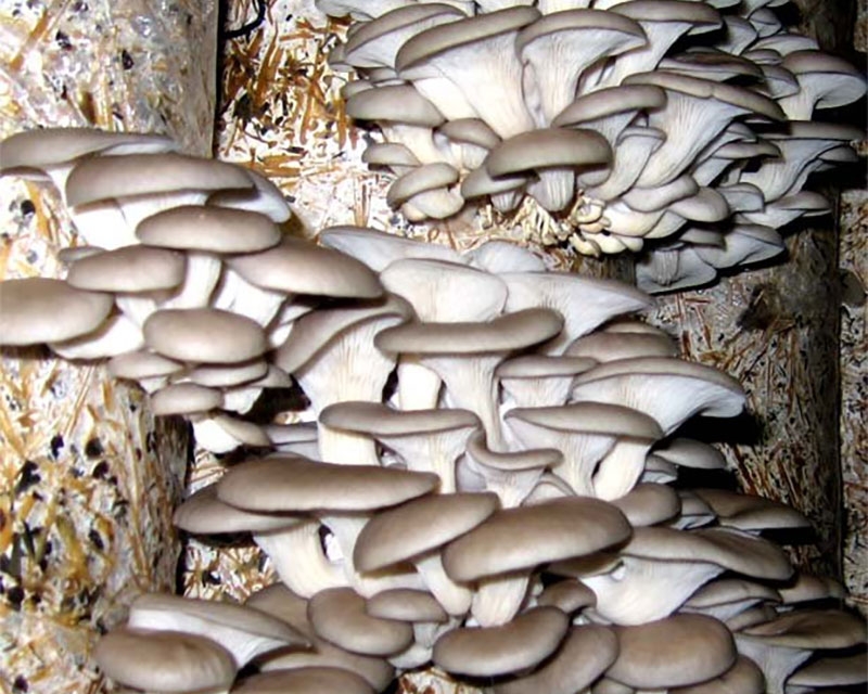 Nấm sò nâu hình 1