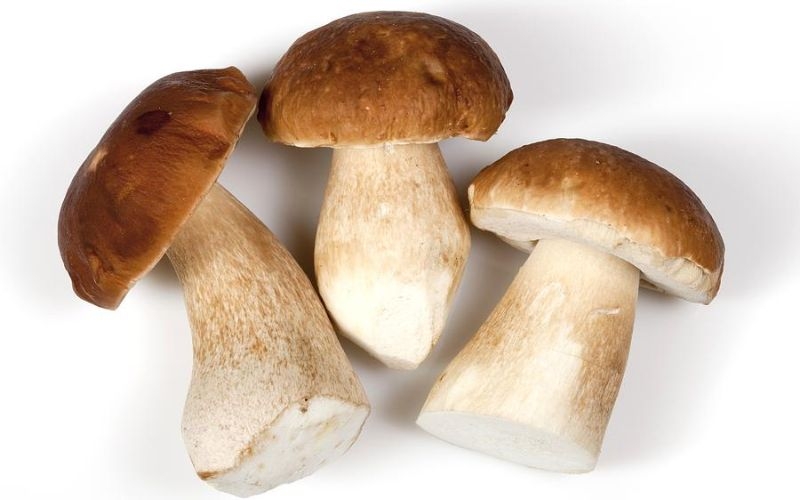 Nấm thông hỗ trợ giảm cân