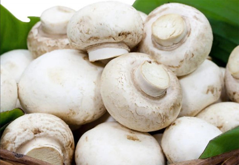 Nấm trắng (hình 3)