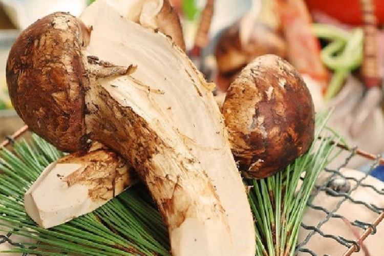 Nấm tùng nhung hình 2
